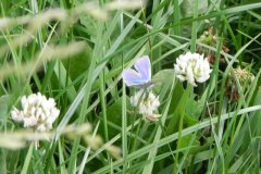 Common-Blue-Polyommatus-icarus-Butterfly-by-Hartlake-River-2