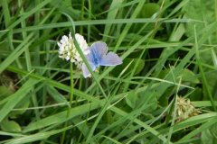 Common-Blue-Polyommatus-icarus-Butterfly-by-Hartlake-River-3