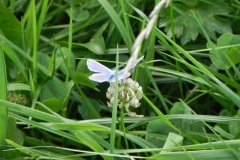 Common-Blue-Polyommatus-icarus-Butterfly-by-Hartlake-River