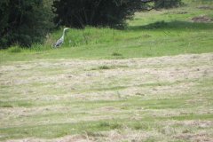 Heron-by-Hartlake-River