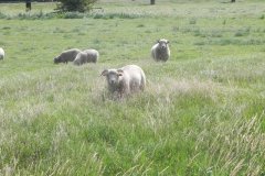 Sheep-Upper-Crannel-Hartlake-River