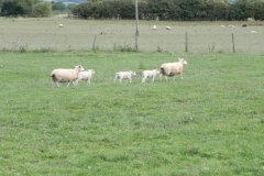 Sheep-by-Whitelake-River