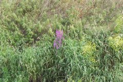 Wild-Flowers-on-Hartlake-River