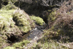 11. The early stream