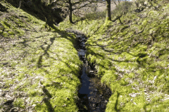 12. The early stream