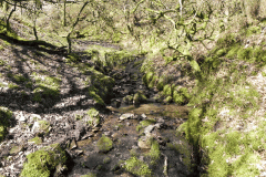 15. Flowing down Hawkcombe