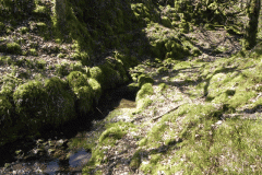 16. Flowing down Hawkcombe