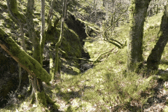 17. Flowing down Hawkcombe