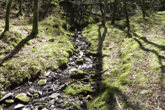 26. Flowing through Bromham Wood