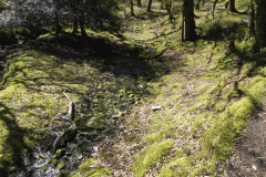 28. Flowing through Bromham Wood