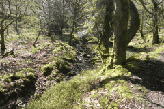 29. Flowing through Bromham Wood