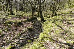 30. Flowing through Bromham Wood