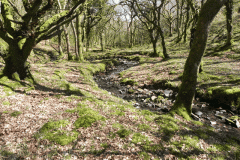 31. Flowing through Bromham Wood