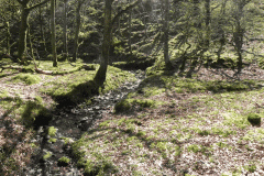 32. Flowing through Bromham Wood