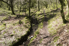 33. Flowing through Bromham Wood