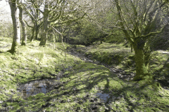 35. Flowing through Bromham Wood