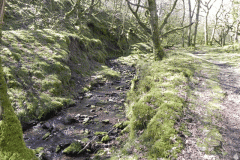 36. Flowing through Bromham Wood