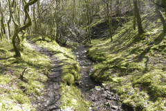 37. Flowing through Bromham Wood