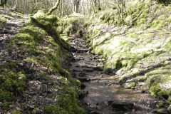 38. Flowing through Bromham Wood