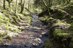 39. Flowing through Bromham Wood