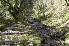 40. Flowing through Bromham Wood