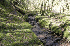 41. Flowing through Bromham Wood
