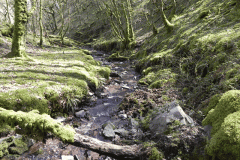 42. Flowing through Bromham Wood