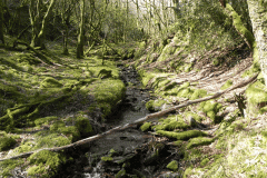 43. Flowing through Bromham Wood