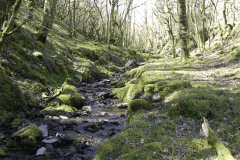 44. Flowing through Bromham Wood
