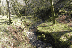 45. Flowing through Bromham Wood