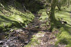 46. Flowing through Bromham Wood