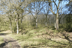 55. Shillet Wood