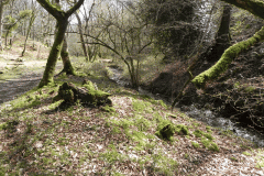 62. Upstream from join with Shillett Combe