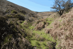7. The early stream