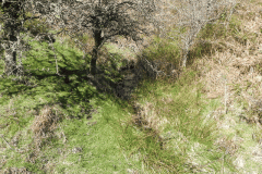 8. The early stream