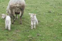Lambs by Hawkcombe Water (2)