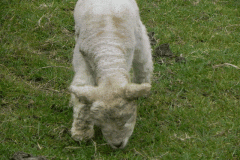 Lambs by Hawkcombe Water (3)