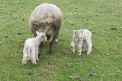 Lambs by Hawkcombe Water