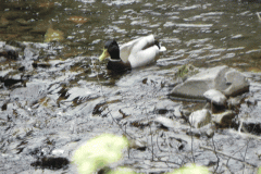 Mallard on Hawkcombe Water (2)