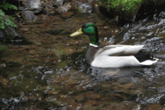 Mallard on Hawkcombe Water (3)