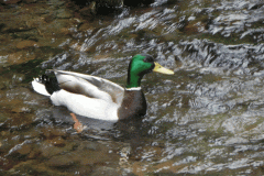 Mallard on Hawkcombe Water (4)