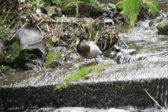 Mallard on Hawkcombe Water