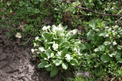 Primroses by Hawkcombe Water
