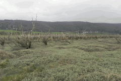 Salt marsh by Hawkcombe Water