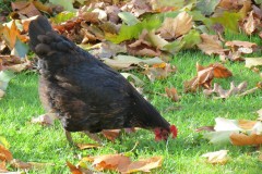 Chicken-by-Longaller-Mill-2