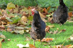 Chicken-by-Longaller-Mill