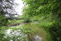 Upstream from saw mill weir (4)-2000x1500