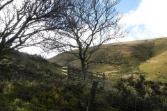 Hoar Oak Tree to Roborough Castle 