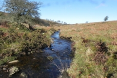 11. Downstream from Hoar Oak Tree