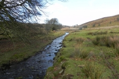 2. Downstream from Hoar Oak Tree